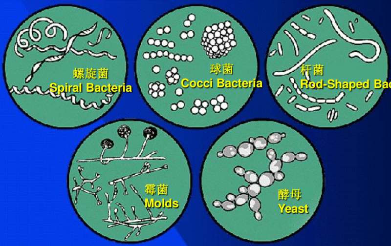 微生物種類